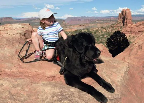 Perros entrenados para ayudar a niños con autismo y tendencia al escapismo