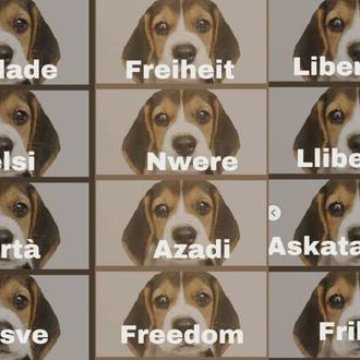 El experimento con los cachorros de Beagle será en marzo …