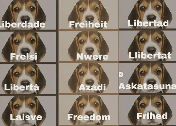 El experimento con los cachorros de Beagle será en marzo, según un comunicado de la Universidad de Barcelona