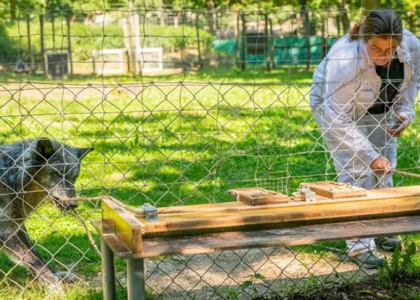 Los lobos lideran, los perros se dejan guiar y ambos cooperan con los humanos