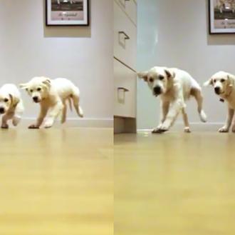 ¡A comer! Dos Golden Retriever corren a por su comida …
