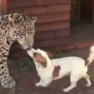Amistades improbables pero ciertas: el jack russell y el jaguar