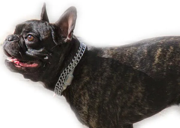 Huno, el bulldog francés volador