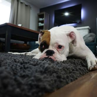 Los perros expuestos al humo del tabaco tienen más riesgo …