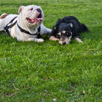 Las mascotas que más dinero cuestan: Bulldogs, Gran Danés... y …