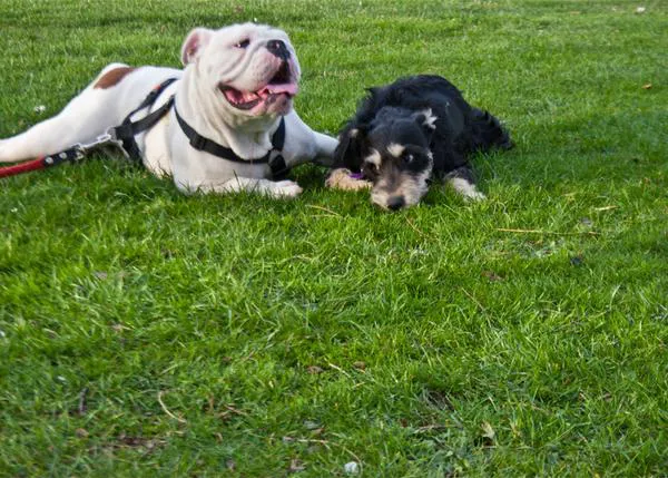 Las mascotas que más dinero cuestan: Bulldogs, Gran Danés... y el que más, ¡el Rottweiler!