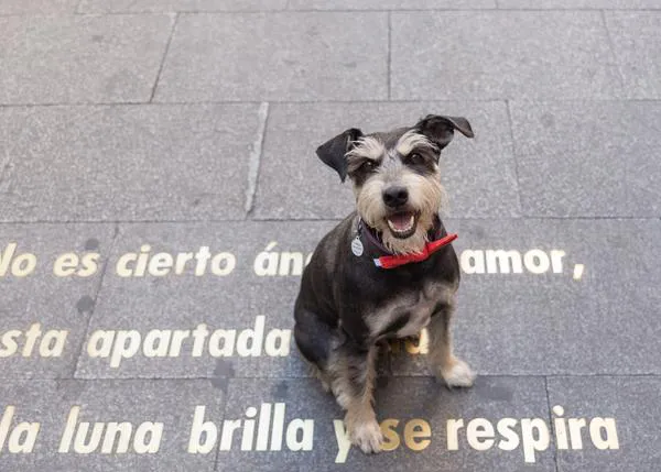 Concurso Solidario en 20Minutos: Brekkies dona 100 Kg de pienso #graciasamiPerro 