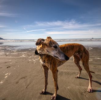 Maltrato de perros y gatos en Madrid: un estudio forense …
