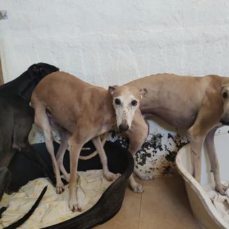 Los perros de caza ¿fuera de la nueva Ley de …