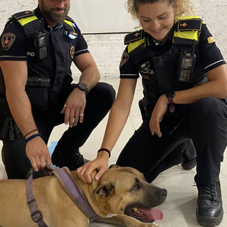 Un perro ha muerto ahorcado y otros dos son rescatados …