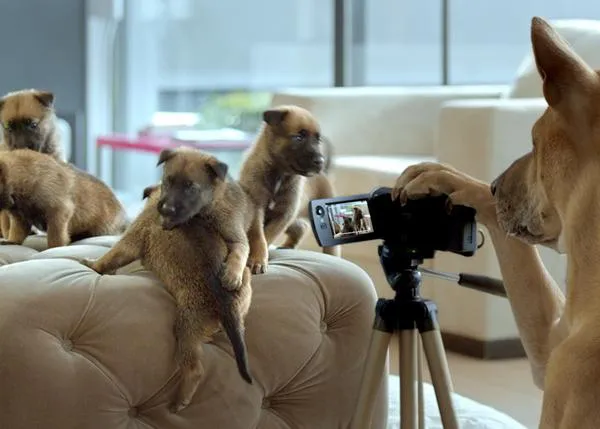 Un papá primerizo y sus cachorros: The Dogfather y otros anuncios de TV genera sonrisas
