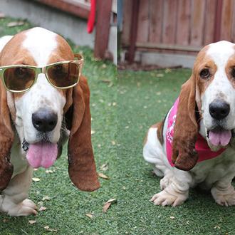George Clooney adopta a un tercer perro: una Basset Hound …