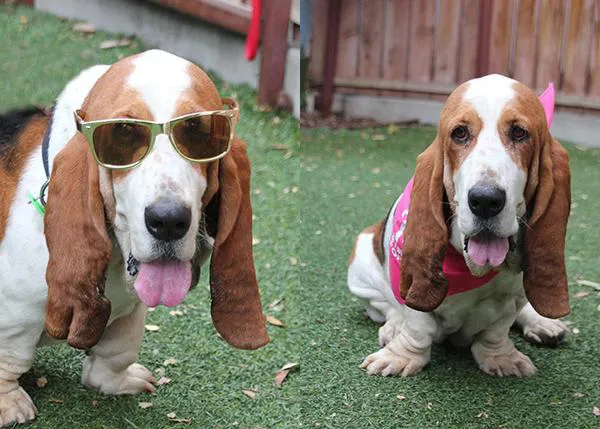George Clooney adopta a un tercer perro: una Basset Hound con suerte