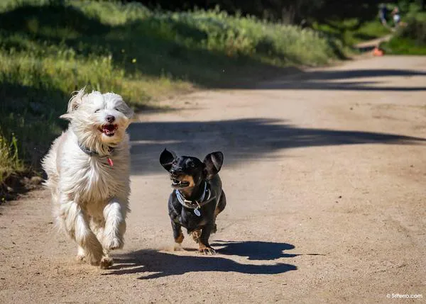 El juego con interacciones reales, incluso pocos minutos al día, fortalece la relación entre personas y perros más que el entrenamiento