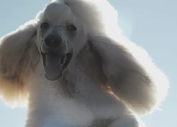 El chocolate es malo para los perros pero... Cadbury sabe como hacerles disfrutar