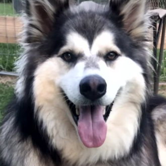 Un perro muere intoxicado tras comerse, en un descuido, chicles …