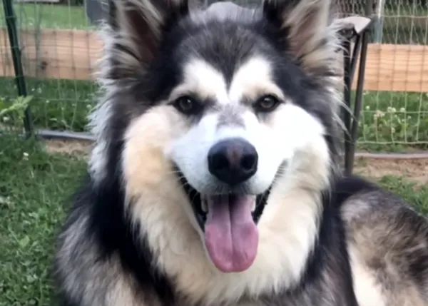 Un perro muere intoxicado tras comerse, en un descuido, chicles sin azúcar