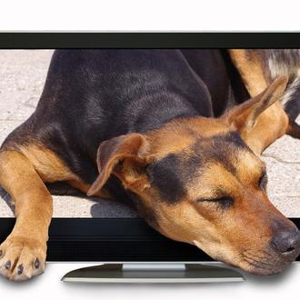 La forma en la que un perro presta atención a …