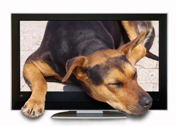 La forma en la que un perro presta atención a la TV también tiene que ver con su personalidad