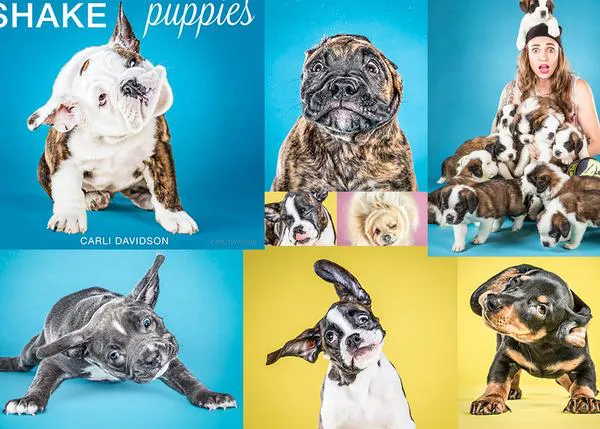 Cachorritos sacudiéndose ante la cámara de Carli Davidson ¡imbatible!
