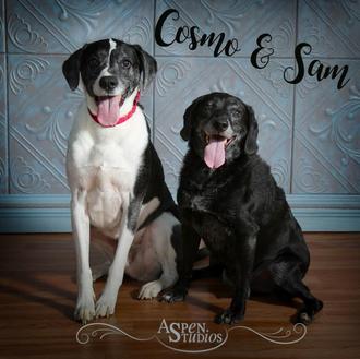 Cosmo y Sam: la historia de dos perros viejitos que …