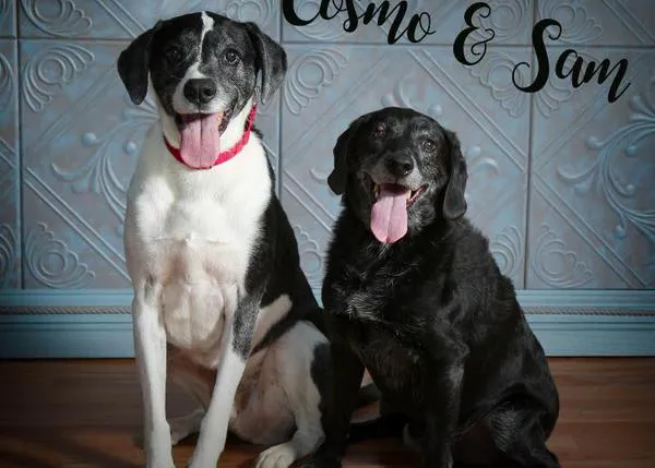 Cosmo y Sam: la historia de dos perros viejitos que fueron depositados en un veterinario para ser sacrificados