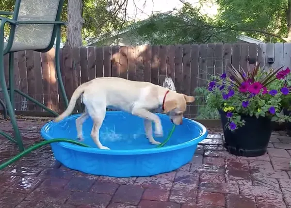 Una Labradora emprendedora e independiente: ella sola (casi) llena su piscina