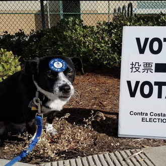 Al ir a votar en las elecciones de EEUU un …