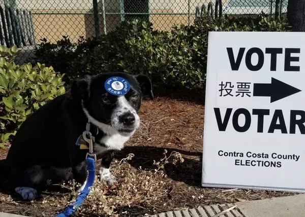 Al ir a votar en las elecciones de EEUU un 63% de los humanos perrunos (o gatunos)  piensan en sus animales