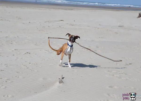 Las felicidades perrunas de Duncan Lou: el bóxer con dos patas disfruta en la playa, jugando...