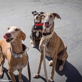 SrPerro de vinos con Nela y Brott, los dos divinos …