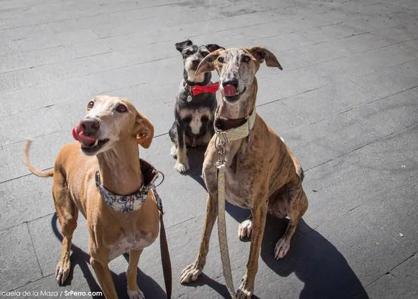 SrPerro de vinos con Nela y Brott, los dos divinos galgos de Brott
