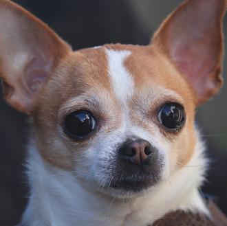 Crece exponencialmente el abandono de perros de razas 