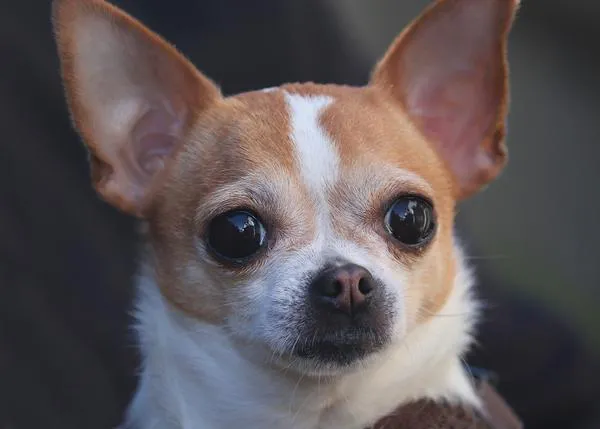 Crece exponencialmente el abandono de perros de razas 