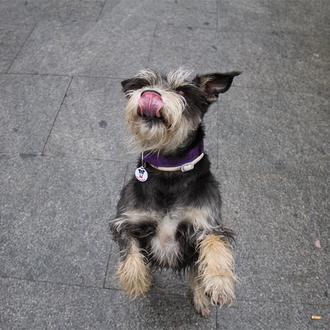 SrPerro ¡en la TV, en Cámara Abierta!