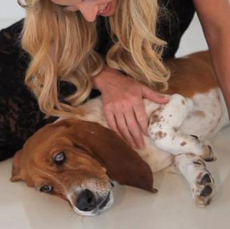 Otro argumento a favor de la adopción: los Puppy Mills …