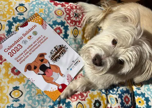 Calendarios solidarios para ayudar a perretes senior en adopción y a la comunidad de familias con perros viejitos