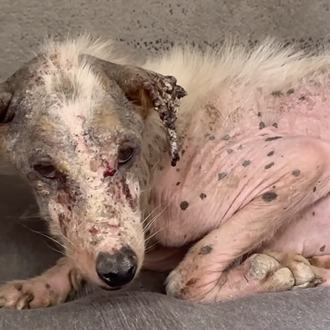 Cuando Marca España es sinónimo de maltrato animal: así han …