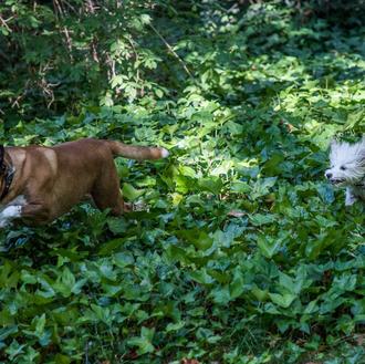 La cría selectiva ha modificado el cerebro de los perros …