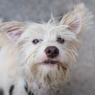 Los perros huelen el miedo y la felicidad de los …