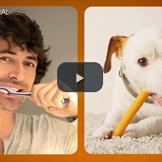 Ultima INTERDENTAL + limpia los dientes de los canes y genera …