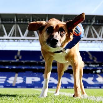 “Los Pericos No Abandonan”, el RCD Espanyol sale al campo …