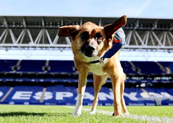 “Los Pericos No Abandonan”, el RCD Espanyol sale al campo para apoyar la adopción de perros y la solidaridad con los animales