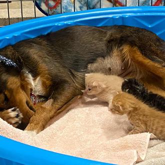 Una perra cuyos cachorros murieron se convierte en la mejor …