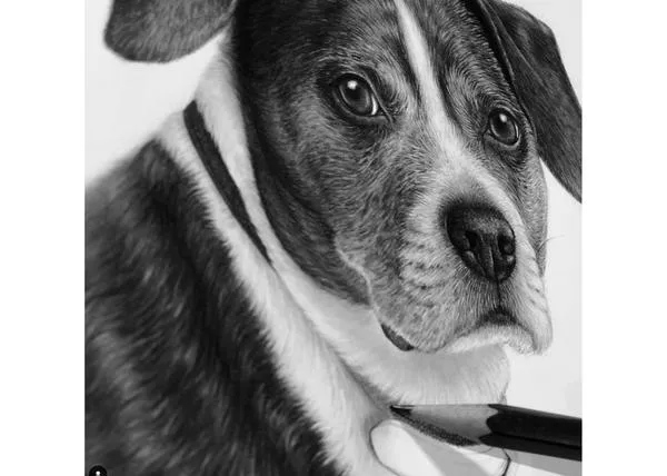 Espectaculares e hipnóticos vídeos de los dibujos perrunos hiperrealistas de Helen Violet