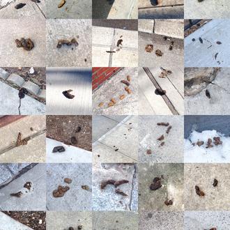 El proyecto de la caca de perro o cómo conseguir …