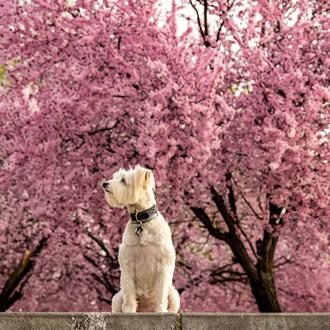 ¿Qué hay que hacer si a tu perro le pica …