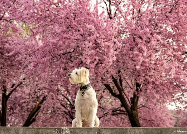 ¿Qué hay que hacer si a tu perro le pica una avispa o una abeja?