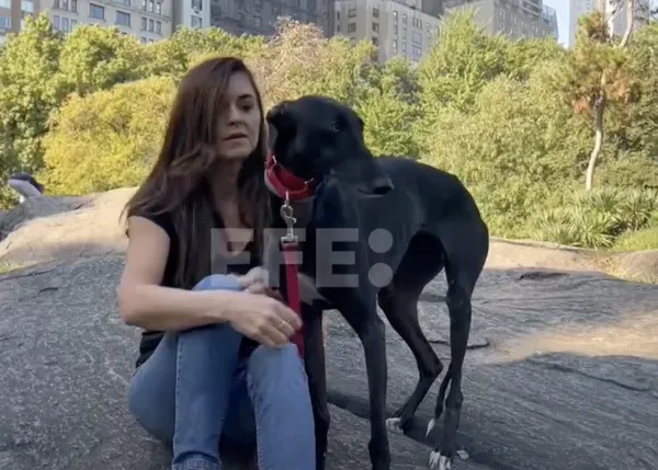 SOS Galgos lleva hasta Nueva York la protesta contra la exclusión de los perros de caza de la Ley de Bienestar Animal