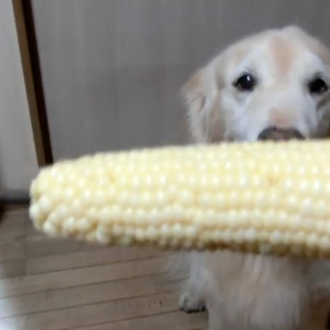 Clase de etiqueta en la mesa... versión perruna: una Golden …